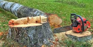 Best Firewood Processing and Delivery  in Fort Belvoir, VA