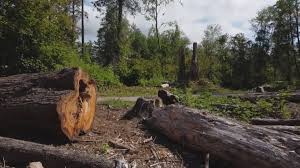 Trusted Fort Belvoir, VA Tree Services Experts