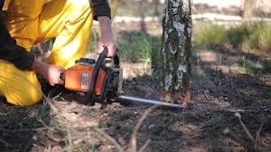 Best Emergency Tree Removal  in Fort Belvoir, VA