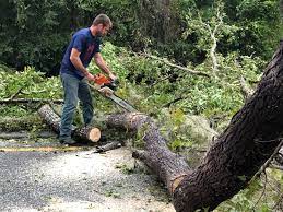  Fort Belvoir, VA Tree Services Pros