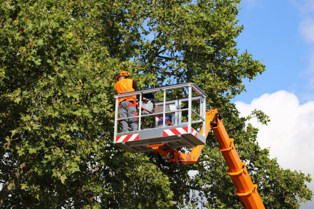 How Our Tree Care Process Works  in  Fort Belvoir, VA