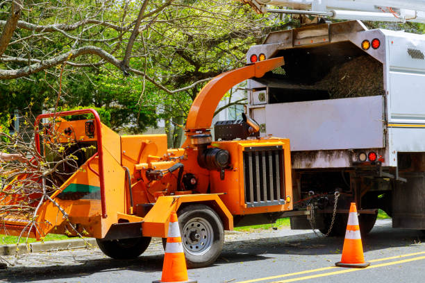 Professional Tree Services in Fort Belvoir, VA