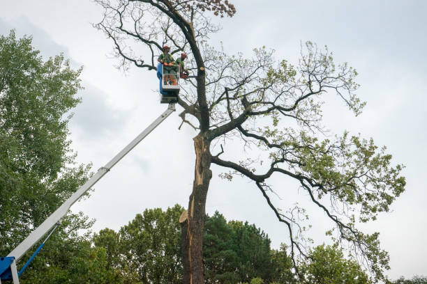 Best Hedge Trimming  in Fort Belvoir, VA