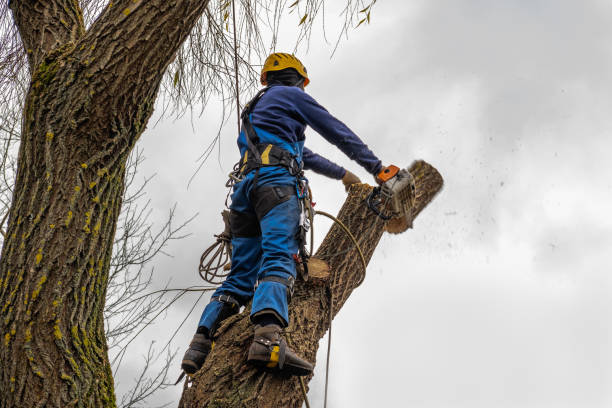 Best Tree Preservation Services  in Fort Belvoir, VA