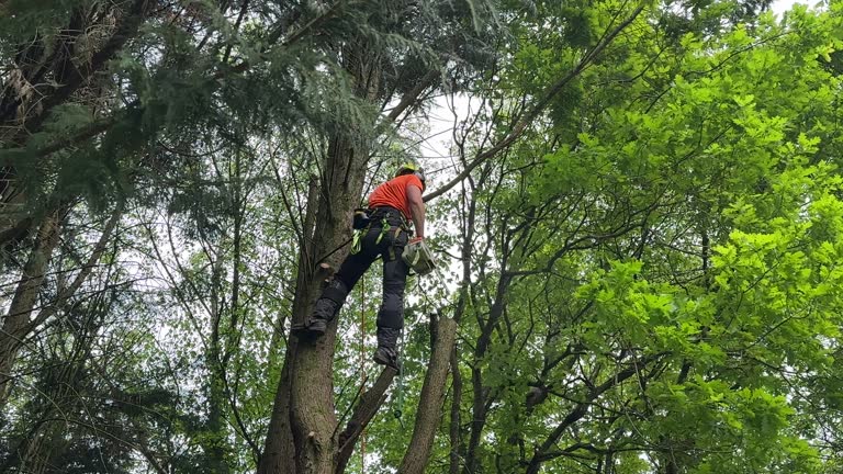 Best Palm Tree Trimming  in Fort Belvoir, VA