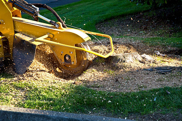 Lawn Grading and Leveling