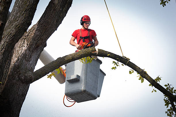 Best Arborist Consultation Services  in Fort Belvoir, VA