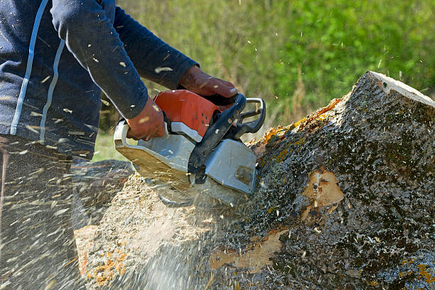 Best Tree Trimming and Pruning  in Fort Belvoir, VA